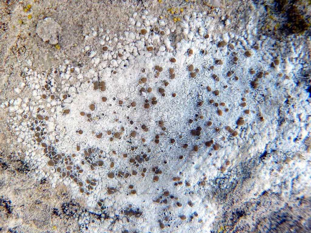 Lecanora sp. ?